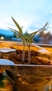 I planted tomato seeds indoors for the first time and had great success. Photo by Christine Willmsen