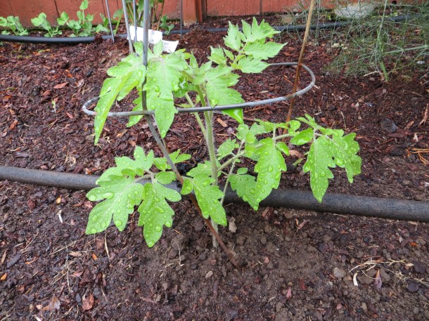 Dig deep hole, put an inch of compost and a sprinkle of fertilizer into the hole and then plant tomato in a warm, sunny spot.