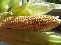 Pull back husks of corn and remove any hairs, then season with salt, cumin and chili powder. Photo by Christine Willmsen